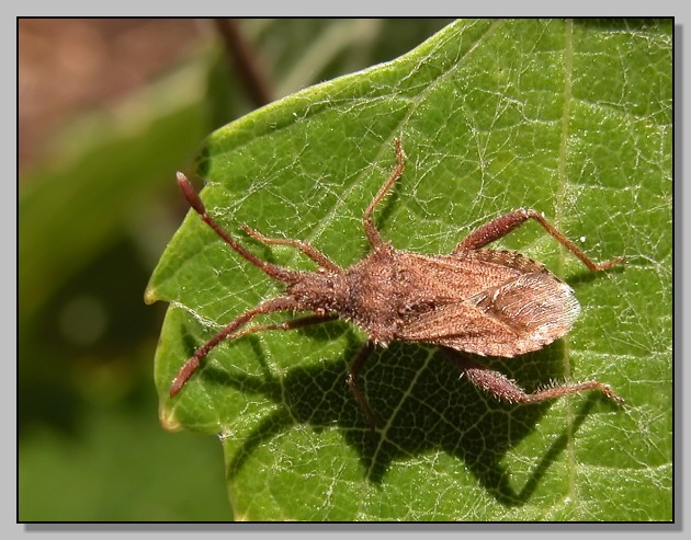 Coriomeris denticulatus